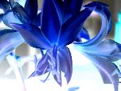 Amaryllis